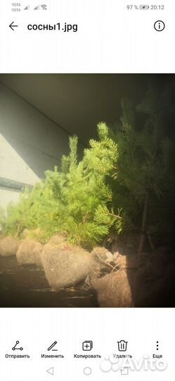 Сосна саженец 1м зкс