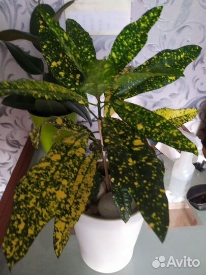 Кодиеум кротон