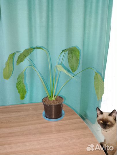 Спатифиллум (женское счастье)