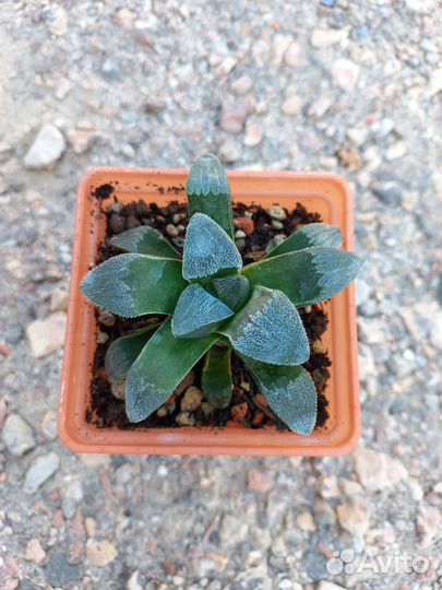 Хавортии вариегатные и редкие. Трункаты вар