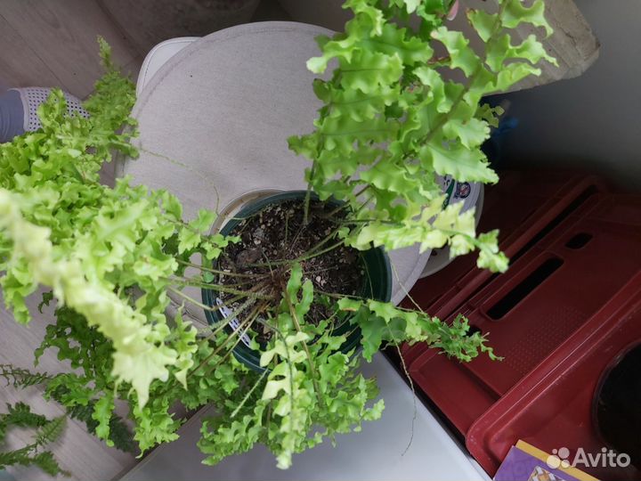 Папоротник Нефролепис