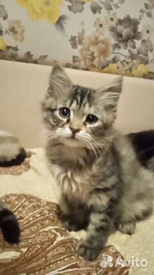 Котята в добрые руки даром
