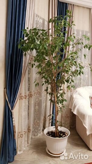 Фикус Бенджамина большой высокий