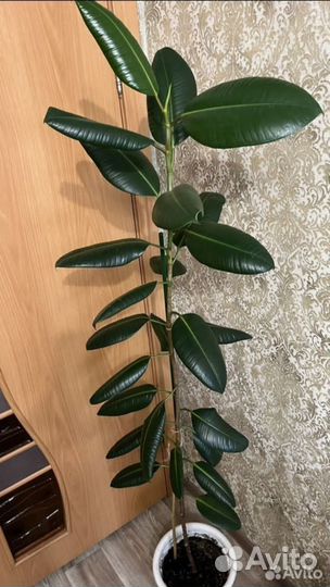 Фикус каучуконосный большой