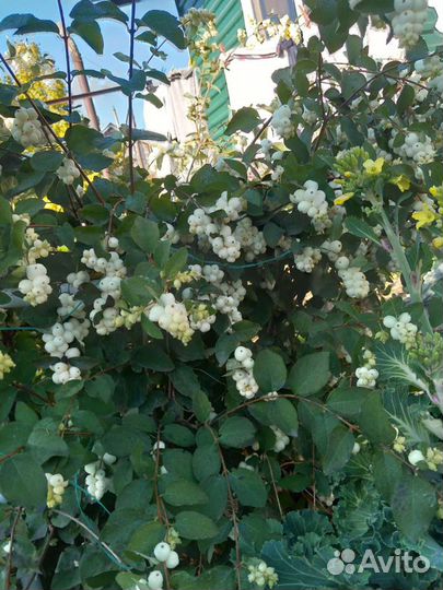 Снежноягодник