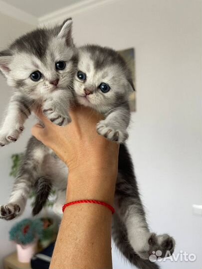 Шотландские вислоухие котята шиншилла