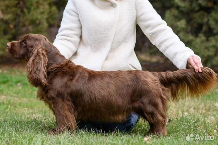 Щенки суссекс спаниеля