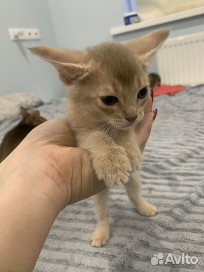 Абиссинские котята