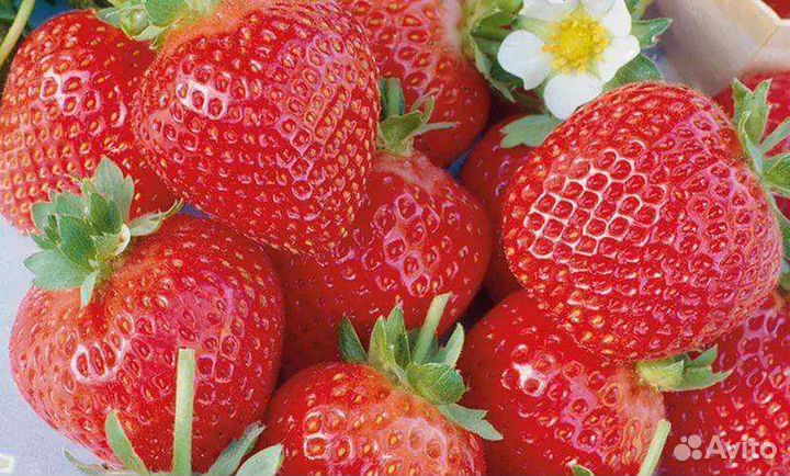 Клубника ремонтантная