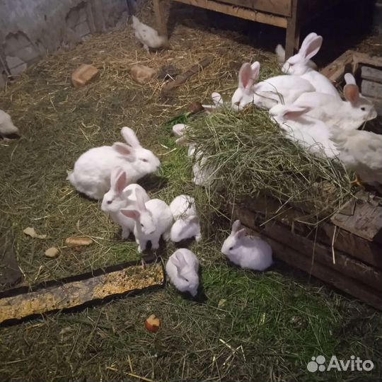 Кролики Белый гигант
