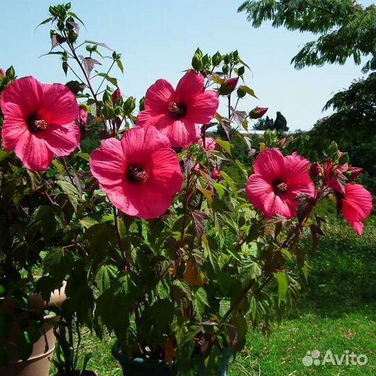 Садовые цветущие кустарники