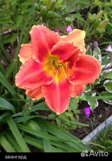 Продам лилейник сортовой