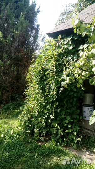 Лимонник китайский 4х-летка