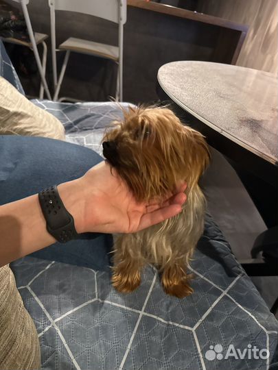 Отдам йорка мальчик