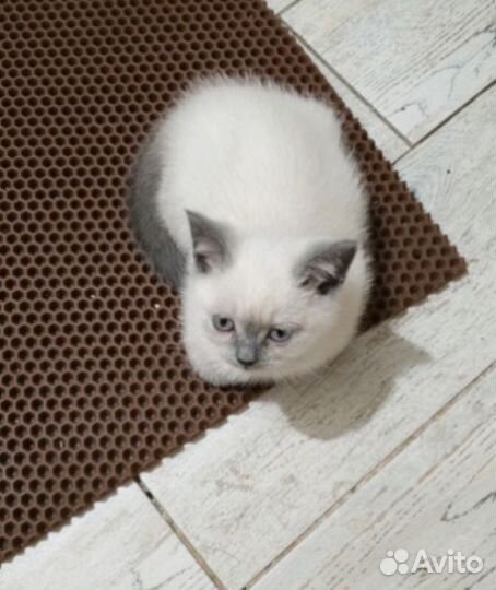Британские вислоухие котята