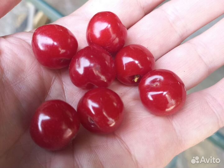 Саженцы вишни,винограда амурского,клубники