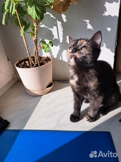 Кошка на удачу