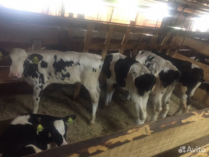 Быки и телка