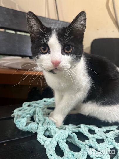 Котята в добрые руки мальчики