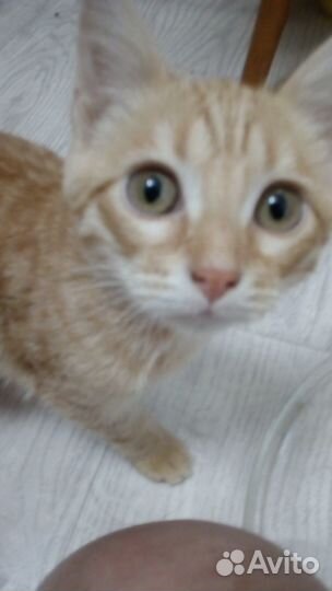 Котёнок потеряшка