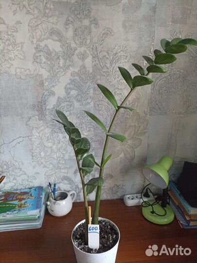 Комнатные цветы