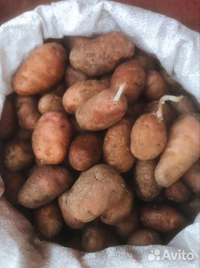 Картошка семенная