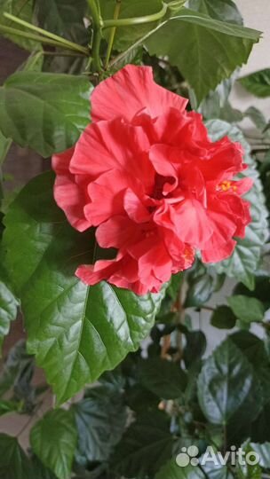 Гибискус китайская роза