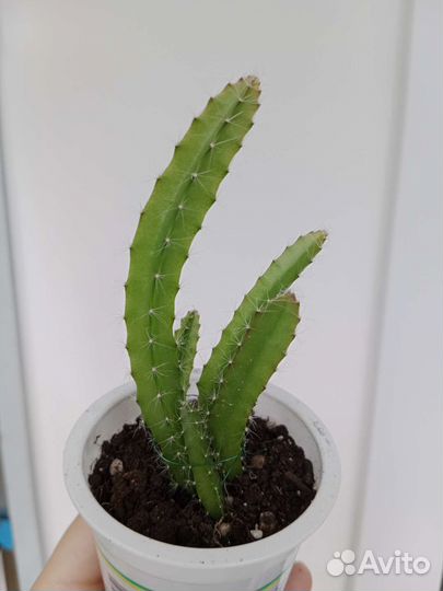 Питахайя, кактус