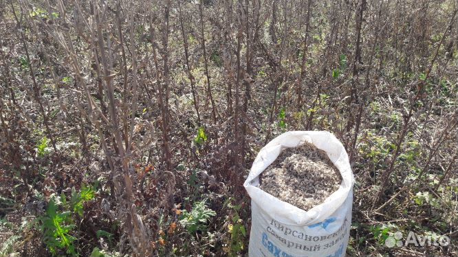 Мордовник шароголовый