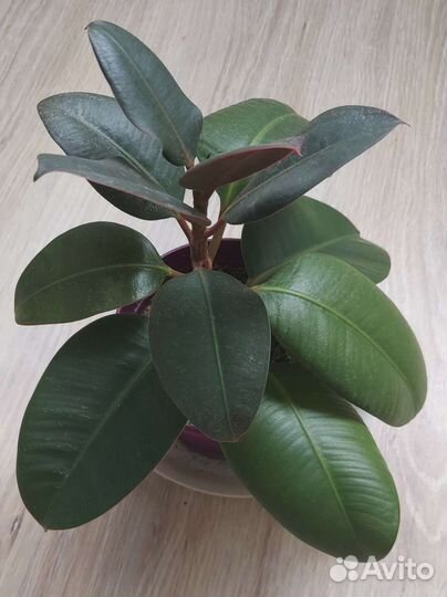 Фикус от 15 см до 1.5 метра