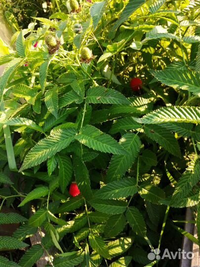 Тибетская малина саженцы