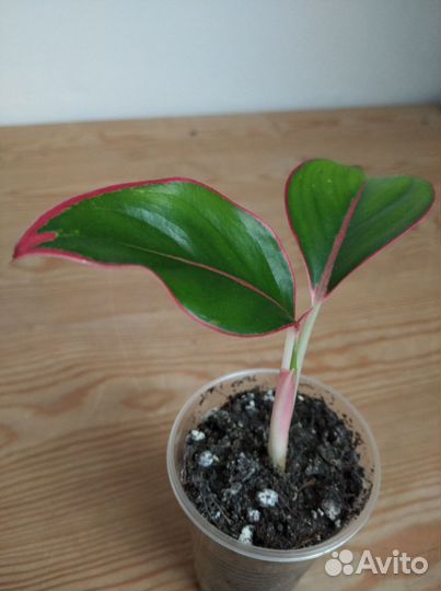 Цветы.Монстера, аглаонема,фикус, педилантус