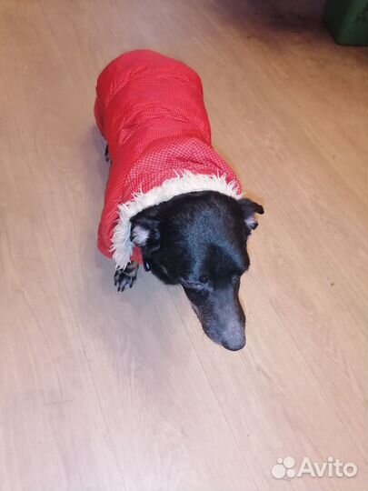 Собака в добрые руки отдам бесплатно