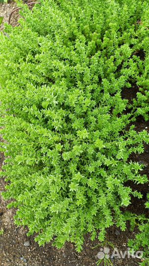 Очиток едкий