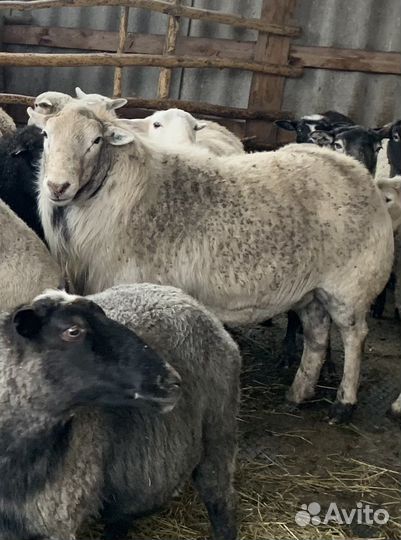 Катумский баран производитель