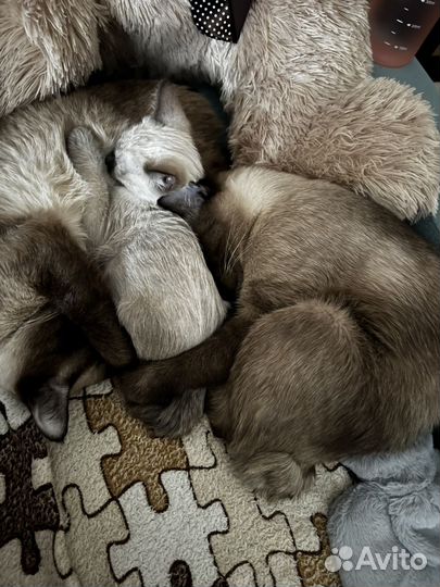 Меконгский бобтейл