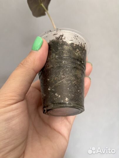 Алоказия Пинк Дракон