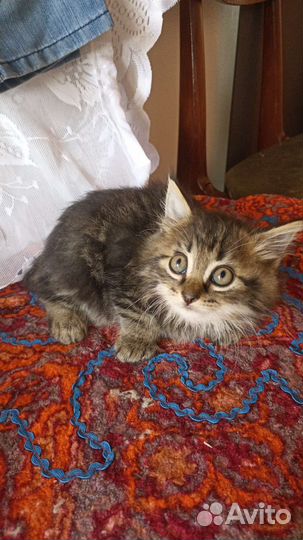 Котята Курильских бобтейлов