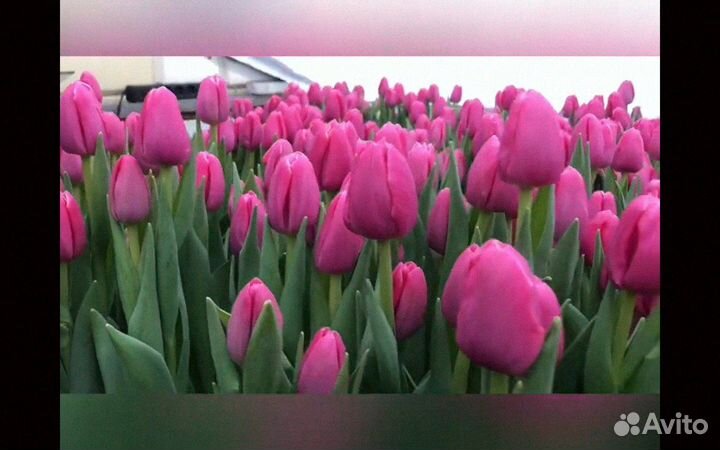 Тюльпаны опт