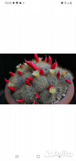 Маммилярия