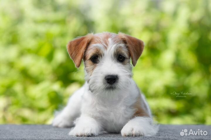 Джек Рассел Терьер мс Ягуар