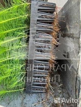 Зкс Сосна сеянцы Ели Лиственницы окс Голуб Горная