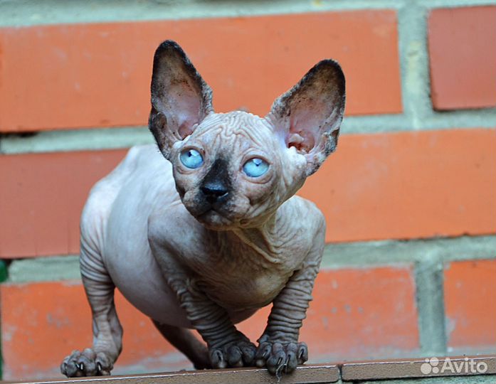 Девочка сфинкс