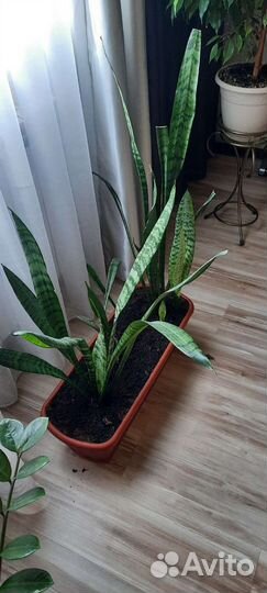 Сансевиерия