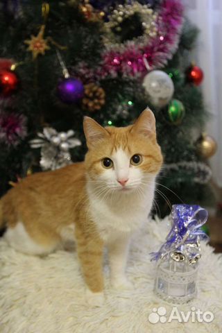 Кошечка ищет дом или передержку