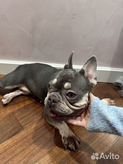 Французский бульдог голубой