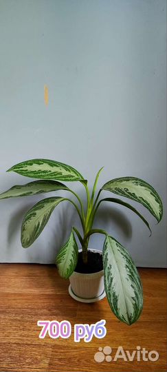 Аглаонема сильвер бей