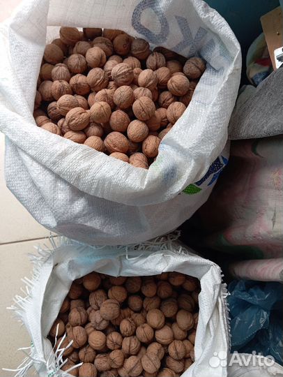 Орех грецкий