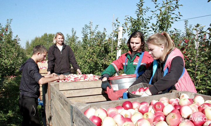 Требуется Сборщик яблок