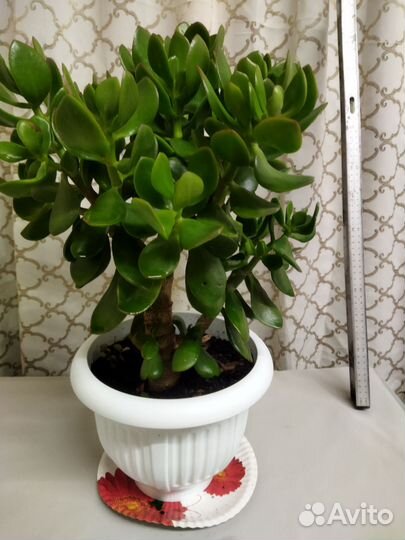 Цветы денежные деревья